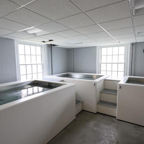 The hydrotherapy room at Dillon Fieldhouse containing three rectangular white water tanks, with one tank having a set of three gray steps. Two large windows provide natural light, and a clock is visible on the wall.